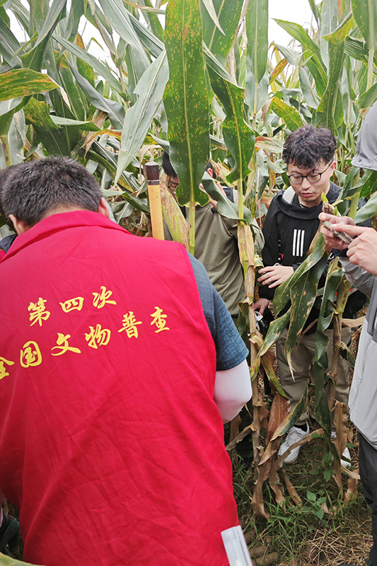 普查隊員(yuán)正在使用(yòng)探鏟進行(xíng)探傷。中國(guó)文(wén)物(wù)報(bào)供圖